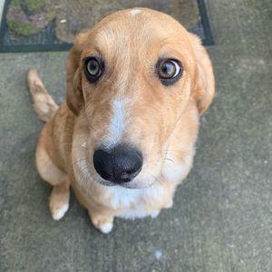 Meet your Posher, Cayla